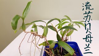 Coelogyne fimbriata 流苏贝母兰 [upl. by Notyalk]