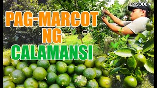 CALAMANSI EPISODE 4 PAGMARCOT NG CALAMANSI [upl. by Essirehs87]