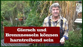 Giersch und Brennnesseln  Gut zu wissen [upl. by Fasto806]