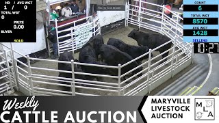 1252024 Maryville Livestock Auction  Cattle Auction [upl. by Atir89]