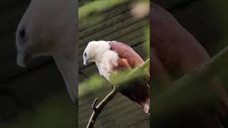 Brahminy Kite one of the mediumsized raptor birdofprey carnivorous [upl. by Ahtiuqal]