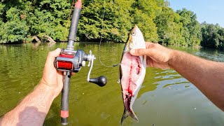 4 Hours of RAW and UNCUT Kayak Catfishing on Wheeler Lake Alabama [upl. by Rudolfo]