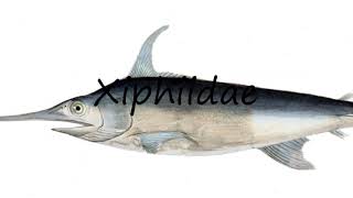 How to Pronounce Xiphiidae [upl. by Alicea]