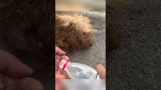 Rescuing a stray dog suffering from heatstroke shorts [upl. by Eetnwahs]