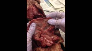 Mink Dissection 10 The Mesentery [upl. by Carita]