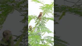 bayaweaver weaverbird birds birdsvideo birdslover 4k urbanwildlife family peacefulmoments [upl. by Denby]