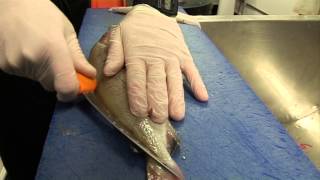 How to fillet Pouting fish with fishmonger Ish from Moby Nicks Dartmouth UK South Devon [upl. by Yrhcaz297]