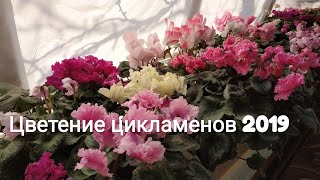 Цикламен Cyclamen Цветение цикламенов 2019г [upl. by Anomar]