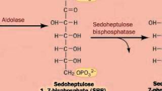 Regeneration of Ribulose15bisphosphate RuBP [upl. by Harutek239]