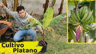 COMO SEMBRAR UNA PLANTA DE PLATANOS  HUERTO CITADINO [upl. by Seabrooke804]