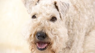 How to Manage Your Soft Coated Wheaten Terriers Prey Drive [upl. by Nedloh]