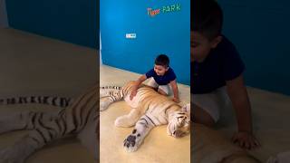 Excited kids in Tiger park 😍shorts short tiger kidsvideo fun viralvideo viralshorts ytshort [upl. by Neersin]