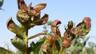 thrips and mites control in chilli  thrips control in chilli  mites control in chilli  thrips [upl. by Sivad]