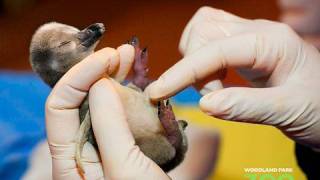 Fuzzy Baby Penguin Chick [upl. by Swift883]