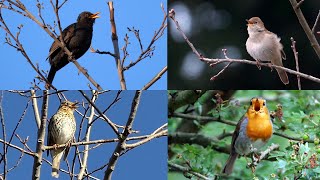 One Hour Birdsong Nightingale Blackbird European Robin and Song Thrush [upl. by Leonardi467]