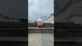 Unbelievable skateboarding skills of an adorable dog shorts [upl. by Sisile347]