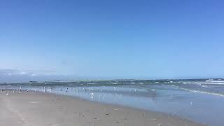 Brigantine Beach New Jersey Beauty Trash Offshore Wind Birds God Trump [upl. by England]