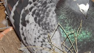 Top 3 Racing Pigeon Bloodlines in USA [upl. by Chivers793]