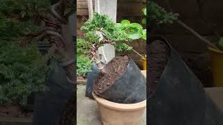 Junipero procumbens nana bonsai bonsaiparaprincipiantes bonsaitree plantas [upl. by Rosemari]