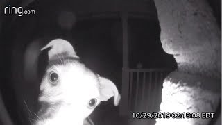 Dog Rings Doorbell After Getting Locked Out [upl. by Blum]