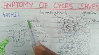 Anatomy of Rachis petiole  Cycas  Gymnosperm [upl. by Dustman]