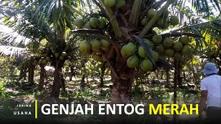 Melihat Isi Daging Buah Kelapa Genjah Entog Dan Mengenal Genjah Entog Merah [upl. by Fenner]