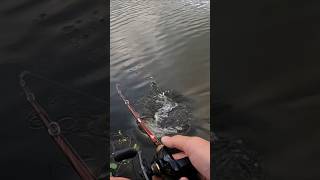 SURPRISE PIKE ATTACK shorts fishing lurefishing [upl. by Tnayrb]