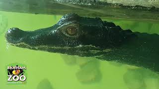 Discover Our New Dwarf Caiman  Banham Zoo [upl. by Elazaro]