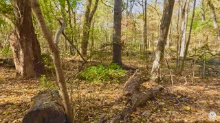 Autumn Hike in Inwood Hill Park [upl. by Rozamond]