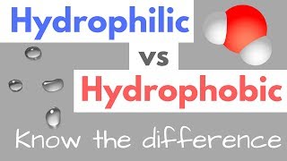 Hydrophilic vs Hydrophobic  Substances  Cell Membranes [upl. by Labannah693]