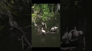 flock of pelicans near a pond in the wild nature of Sri Lanka bird animal pelican [upl. by Kerns]