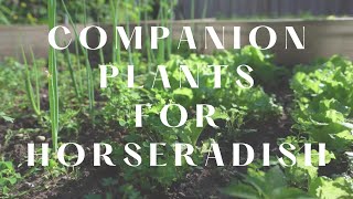 Horseradish Companion Plants [upl. by Drofub]