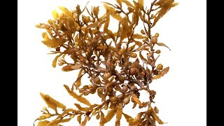 Phaeophyceae Sargassum [upl. by Mastrianni]