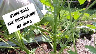 Stink Bugs are Destroying my Okra amp What I am Doing to Stop Them [upl. by Grata18]