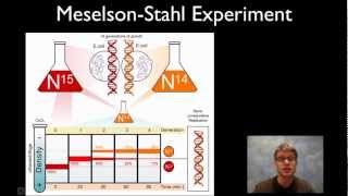 MeselsonStahl Experiment [upl. by Paryavi]