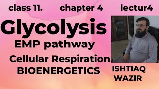 Glycolysis ll Cellular Respiration ll EMP ll BioEnergetics [upl. by Narik]