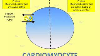 Where Does That Ion Go A Video of the Cardiomyocyte Action Potential Part 1 [upl. by Inatsed866]