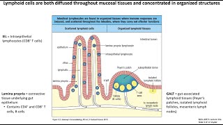 Lecture 10a Mucosal Immunology [upl. by Oibirot]