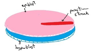 bilaminar and trilaminar embryonic disc  gastrulation  english  DR SAMEH GHAZY [upl. by Ihtraa15]