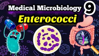 Gram positive Enterococci شرح بالعربي [upl. by Rett355]