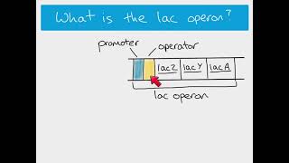 A2 Biology  the lac operon [upl. by Raskin950]