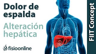 Disfunción de hígado y dolor de espalda dorsal cervical y cabeza  Causas y tratamiento [upl. by Savvas]