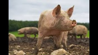 How to start a pig farm in Ghana Raising Pigs For Profit [upl. by Eliga]