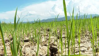 Morocco Farmers Fight Drought With Better Agriculture Practices [upl. by Verlee]