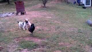 Blue Heeler and Monster Chicken [upl. by Hal]