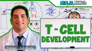 Immunology  T Cell Development [upl. by Einahpats919]