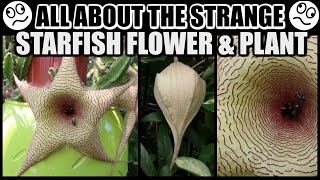 SPECTACULAR STARFISH BLOOMS FACTS amp CARE  Stapelia gigantea The Starfish Plant [upl. by Strohl]