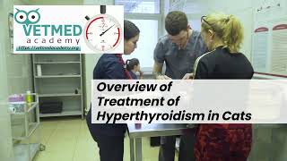 Overview of the Treatment of Hyperthyroidism in Cats [upl. by Annauqahs652]