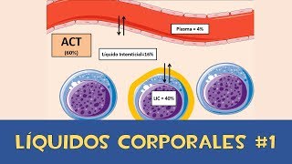 ELIMINA LA RETENCION DE LIQUIDO  Remedios Caseros Alimentos y Suplementos Para Bajar la Hinchazon [upl. by Rednijar761]