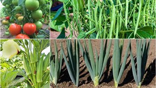 Multi Crops Farming  4 Companion Plants For Tomatoes Bush Beans Okra Tomatoes And Onions [upl. by Dinnage972]